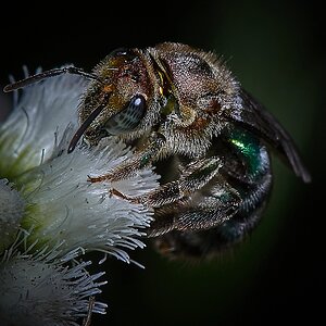 Abeja solitaria