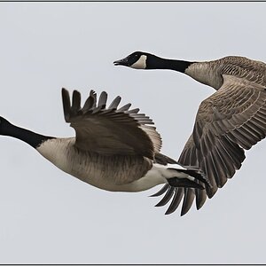 Canada geese in flight m.jpg