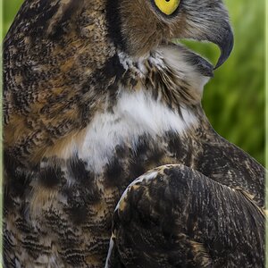Owl Profile  M.jpg