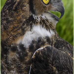 Owl Profile  M.jpg