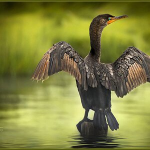 Cormorant at Forsythe  pattern repete m.jpg