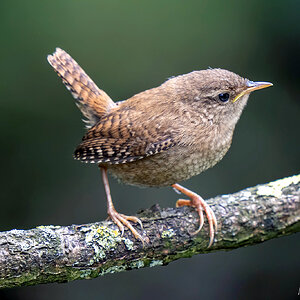 Wren