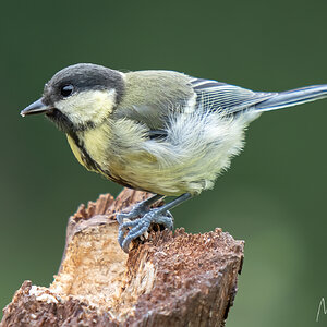 Juvenile Great Tit