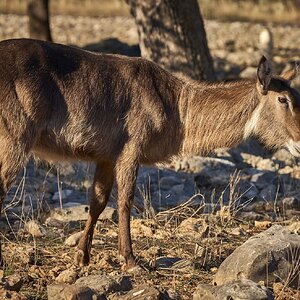 Waterbuck