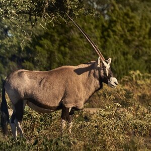 Gemsbok