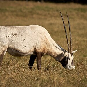 Arabian Oryx