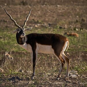 Black Buck