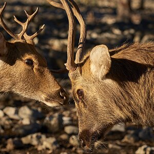 Young Buck. Old Buck.
