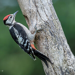 Juvenile Great Spotted Woodpecker