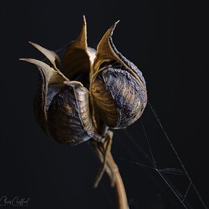 Seed pod with web strands