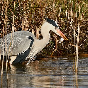 Heron & fish.jpg