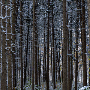 Snowy spruce plot path