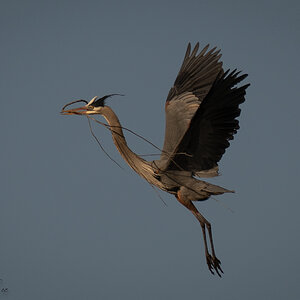 Heron with more nesting material