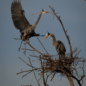 Heron arriving at nest