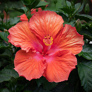 hibiscus-01124-Edit.jpg