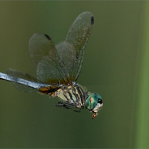 A9_07397 Blue Dasher dragonfly with Dinner 2 1600 share   .jpg