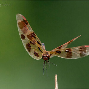 A9_05675  Dragonfly Landing Series Image 4 1600 share   .jpg