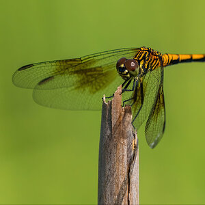 Bombay Dragonfly-08570-D.jpg