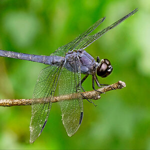 Stack Dragonfly1.jpg