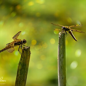 fourspottedchaser-pair.jpg