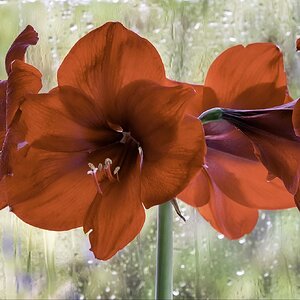  Wet Window & Amaryllis Flowers In The Rain  .jpg