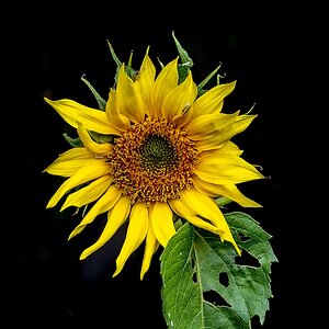 Sunflower 2.jpg