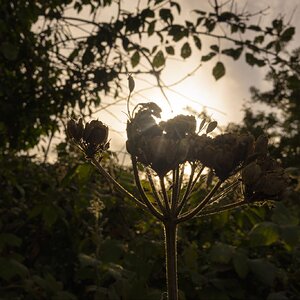 Seed Head Sun Rays_sm.jpg