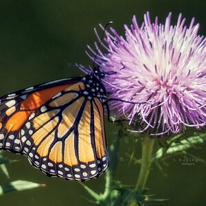 DSC02257monarch3.jpg