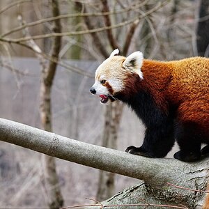 Red Panda.jpg