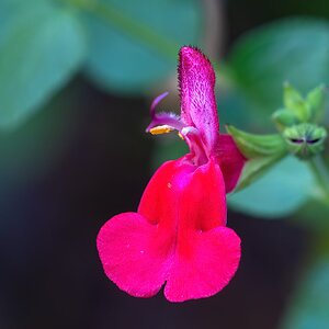 Macro Test with Extension Tube  01-4.jpg