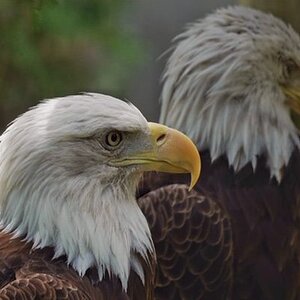Eagles.jpeg