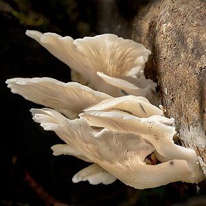 Oyster Mushrooms.jpg