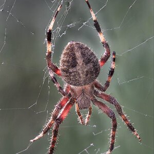 Orb Spider B.jpg