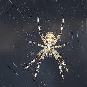 Garden Orb-Weaving Spider 27-02-2018 (28) - Copy.JPG