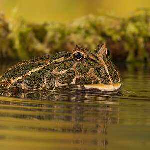 South American Horned Frog (2).jpg