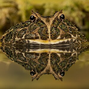 South American Horned Frog (1).jpg