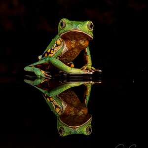 Brazilian Walking Frog.jpg