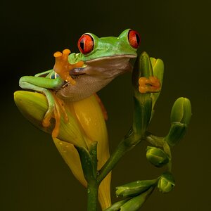 Red Eyed Tree Frog.jpg