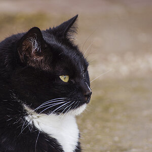 Pets 29-09-20117  (124).JPG