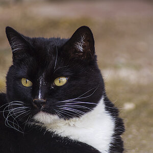 Pets 29-09-20117  (138).JPG