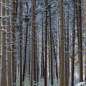 MortonArb_Pines in snow_1 (1 of 1).jpg