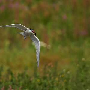 Common Tern with Fish.jpg