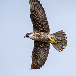 200315_104959_Peregrine-A7R05842_Peregrine.jpg