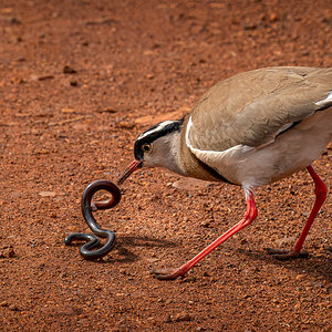 Bird lapwing kill-2.jpg