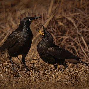 Pied starling-2.jpg