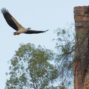 White-bellied Sea Eagle Katherine Gorge.jpg