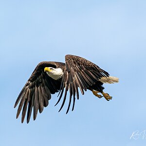 Eagles-2-24-20-0827.jpg