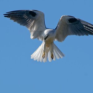 Black-shouldered Kite hovering (1)-1.jpg