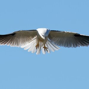 Black-shouldered Kite hovering (4).jpg