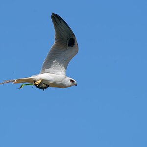 Black-shouldered Kite with prey (11).jpg